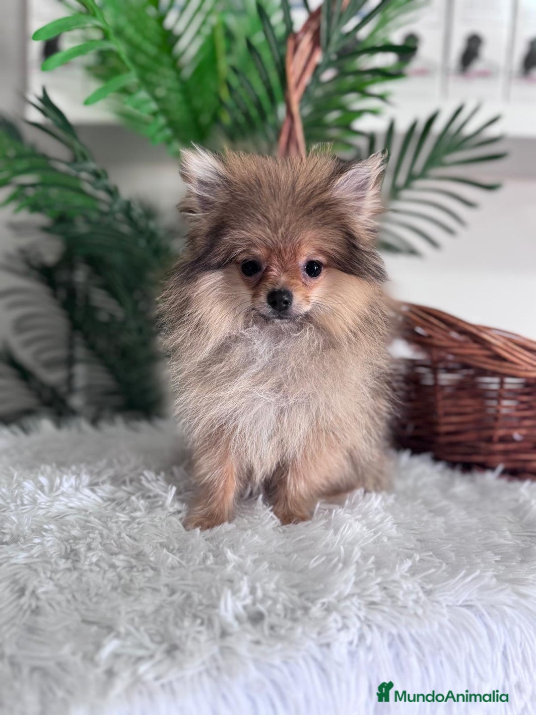 Pomerania perros en venta: POMERANIA HEMBRA MUY PEQUEÑITA - Imagen 5