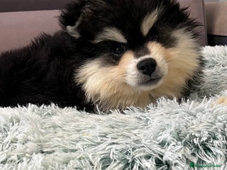 Pomsky perros Pomsky multigeneracional - Anuncio 1