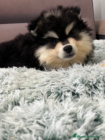 Pomsky perros Pomsky multigeneracional - Anuncio 1