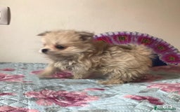 Raza Mixta perros en venta: Maltipoo en Valencia  - Imagen 5
