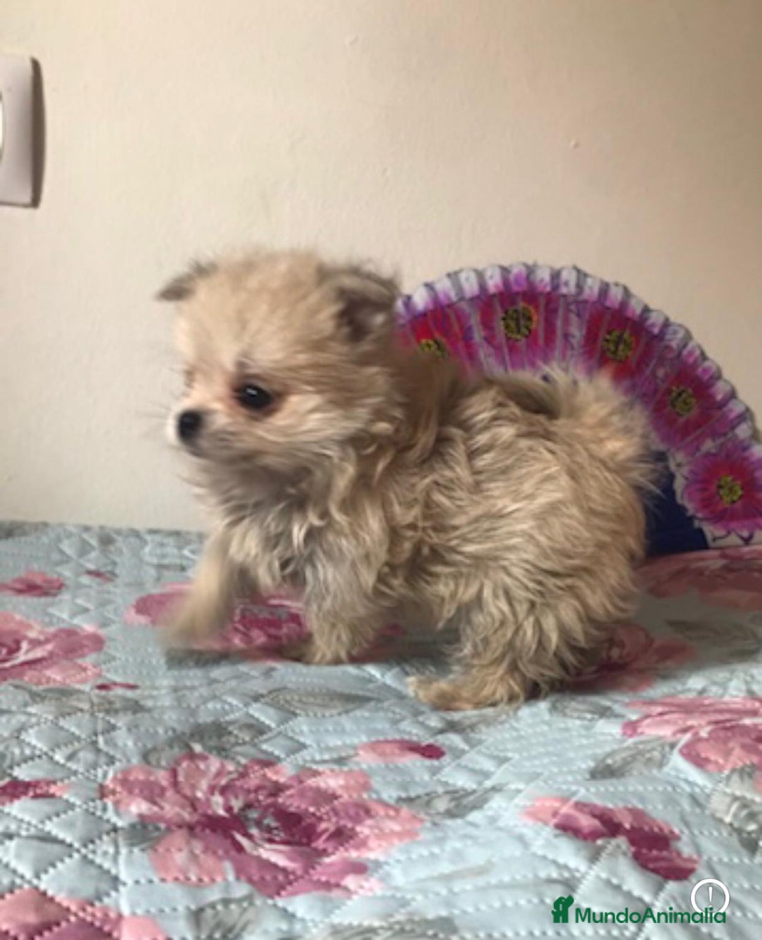 Raza Mixta perros en venta: Maltipoo en Valencia  - Imagen 5