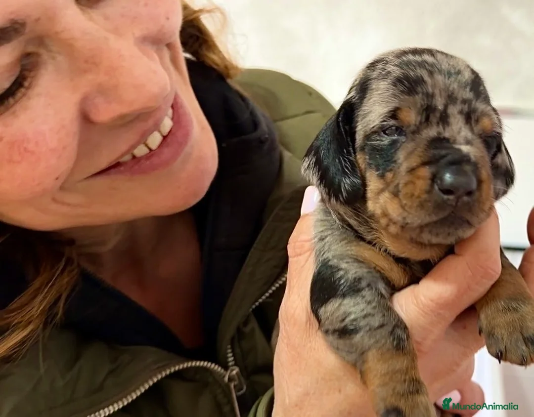 Teckel Miniatura perros en venta: Precioso cachorro Teckel miniatura  - Anuncio 4