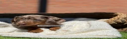 Teckel Miniatura perros en venta: TECKEL MACHO - Anuncio 3