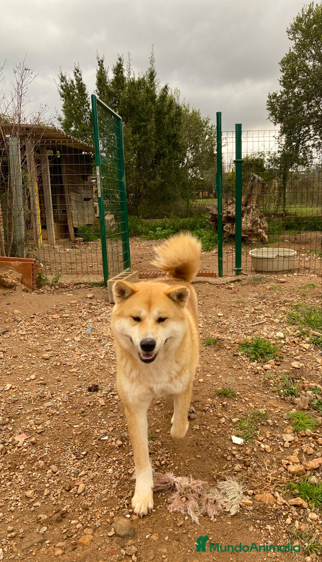 Akita Inu perros en adopcion: Para ADOPCIÓN Akita Inu - Anuncio 4
