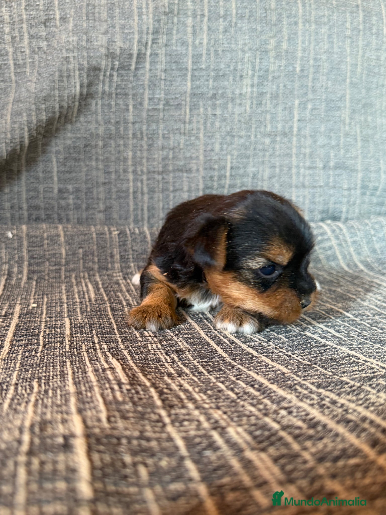 Yorkshire Terrier perros en venta: Yorkshire Terrier - Anuncio 3