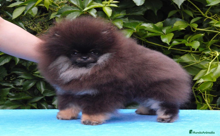 Pomerania perros - Propaganda 14