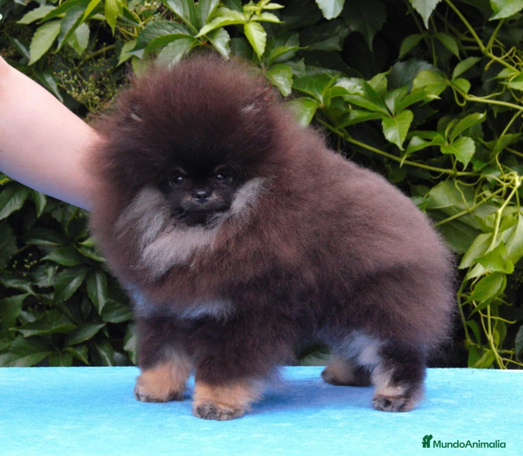 Pomerania perros en venta: Cachorros pomerania fotos reales  - Imagen 1