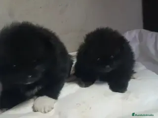 Pomerania perros HEMBRITAS DE POMERANIA - Anuncio 2