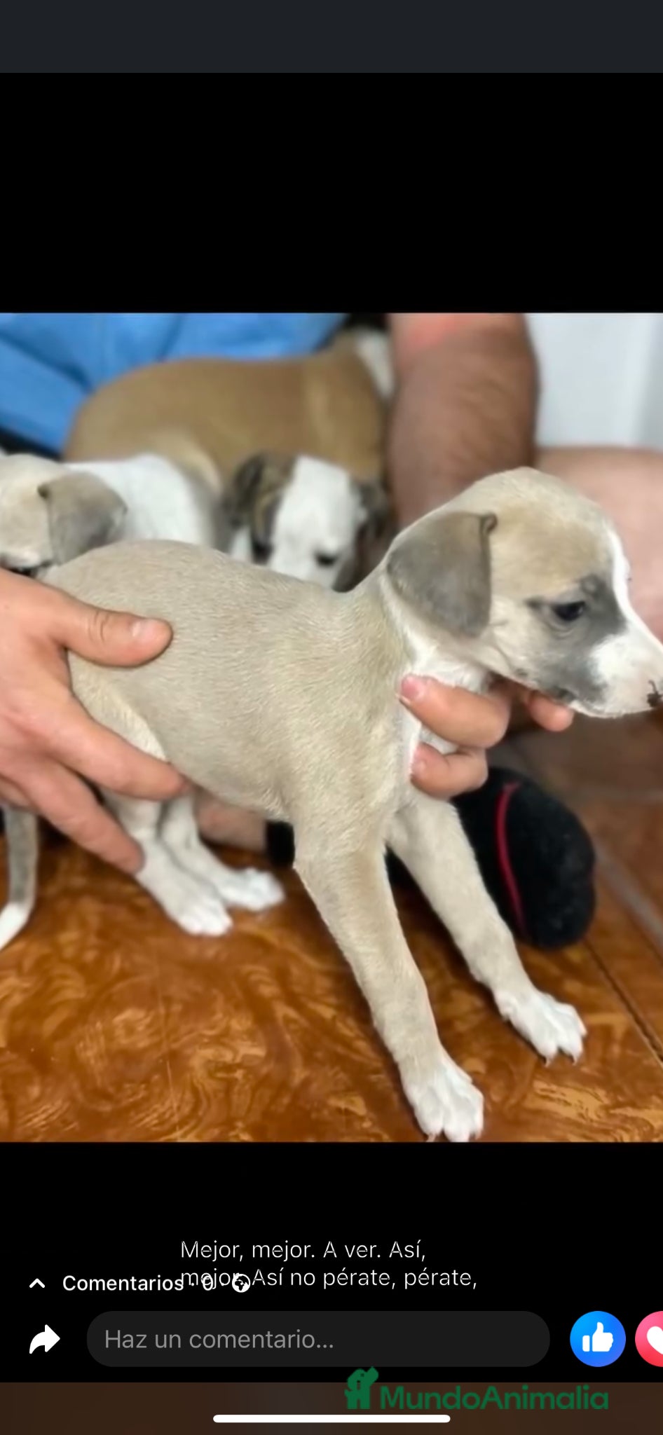 Whippet perros en venta: WHIPPET PUPPY  - Anuncio 5