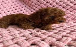 Caniche Toy perros en venta: caniche taza de té  - Imagen 3
