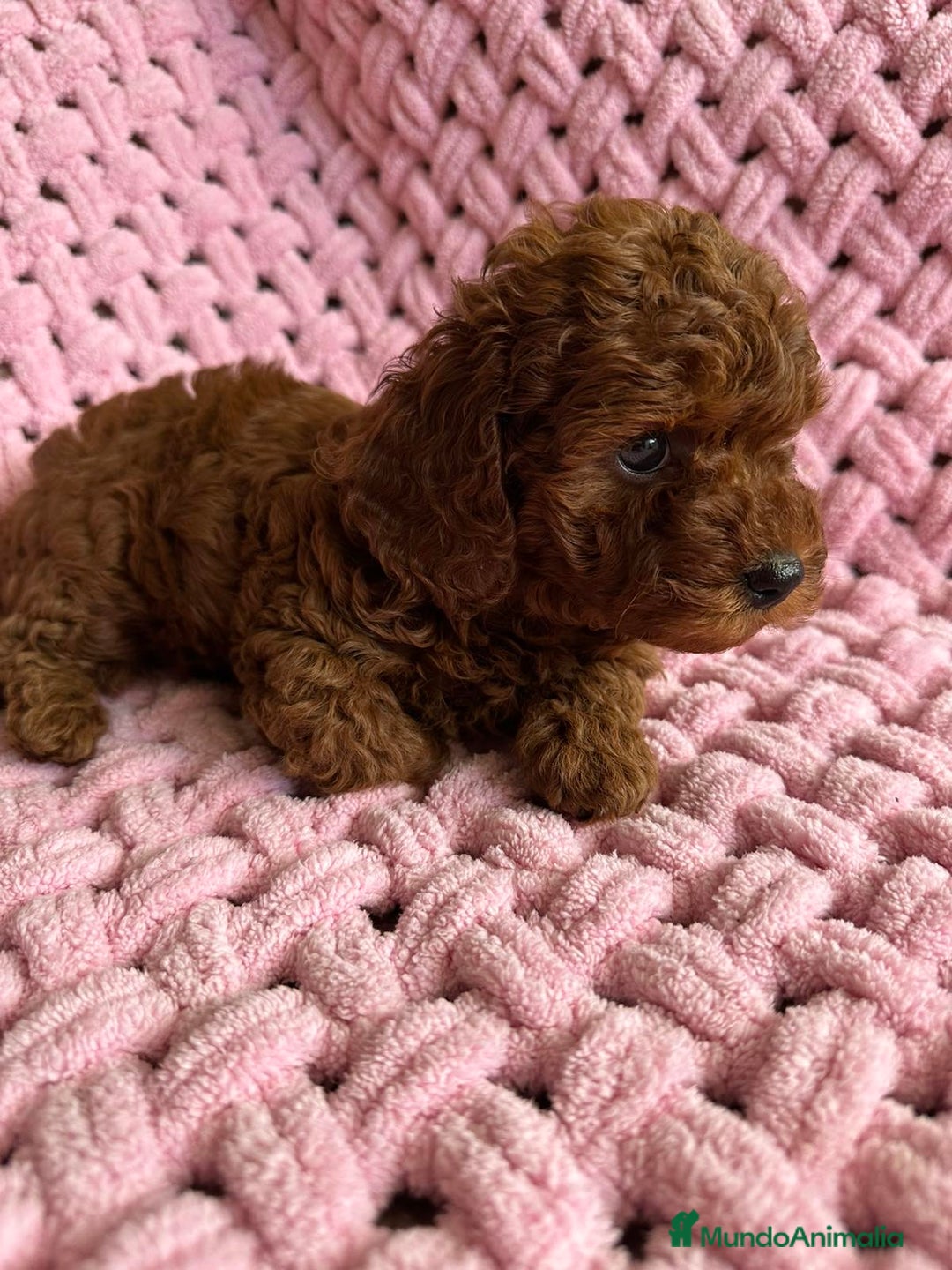 Caniche Toy perros en venta: caniche taza de té  - Imagen 3