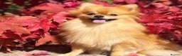 Pomerania perros en venta: CACHORROS DE POMERANIA en Madrid - Anuncio 3