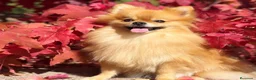 Pomerania perros en venta: CACHORROS DE POMERANIA en Madrid - Anuncio 3