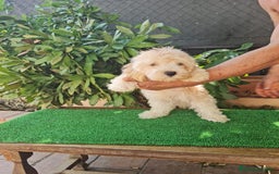 Maltipoo perros en venta: Maltipoo Toy apricot  - Imagen 1
