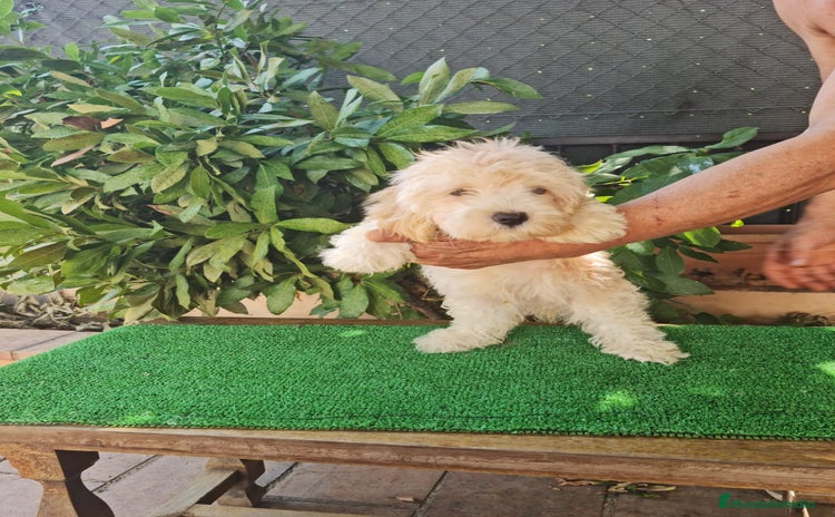 Maltipoo perros - Propaganda 2