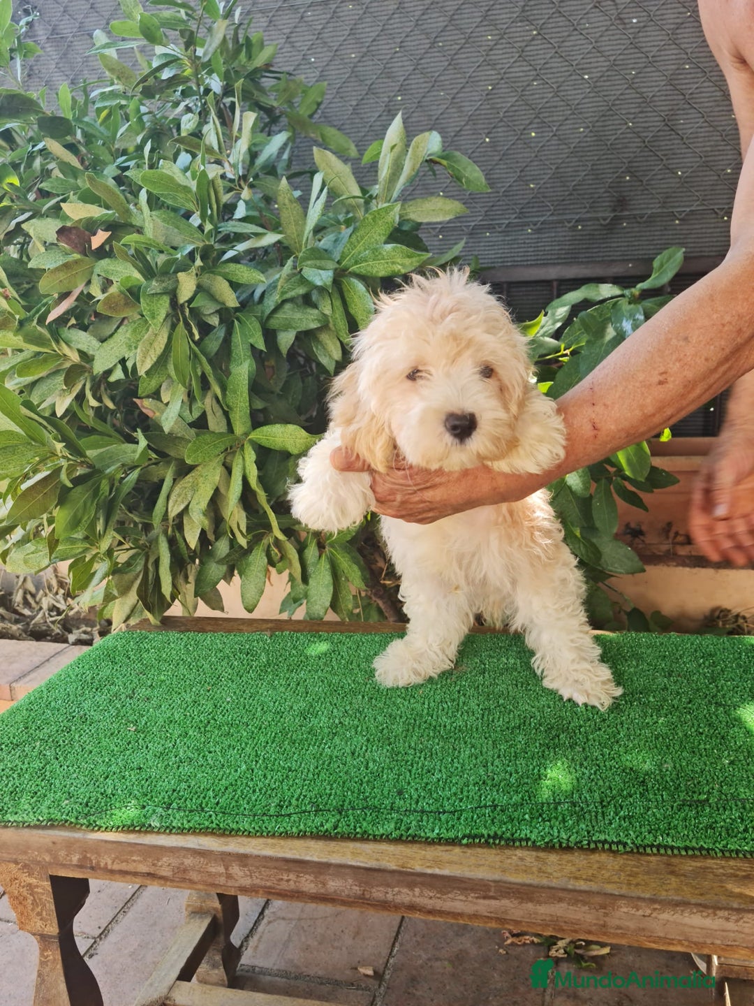 Maltipoo perros en venta: Maltipoo Toy apricot  - Imagen 1