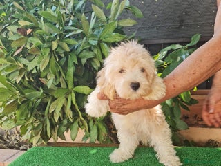 Maltipoo perros - Anuncio 8