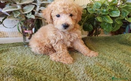 Caniche Toy perros en venta: CANICHE CALIDAD Y SELECCIÓN  - Imagen 3