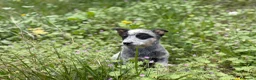 Boyero de Australia perros en venta: 🐾🐾🐾  Australian Cattle Dog 🐾🐾🐾 - Anuncio 3