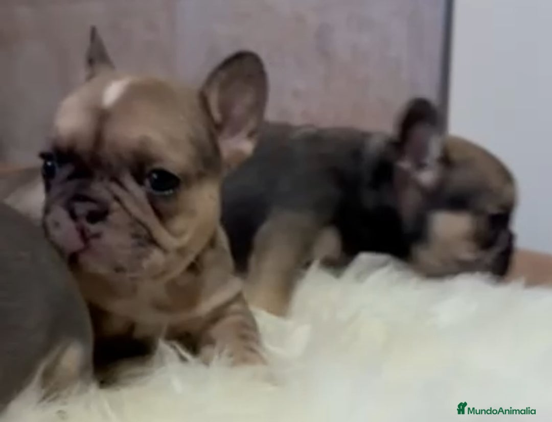 Bulldog Francés perros en venta:  bulldog francés lindos bebesitos - Imagen 4