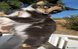 Otras razas gatos en venta: Gatita tricolor 3 meses - Anuncio 1