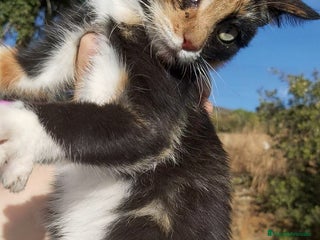 Otras razas gatos Gatita tricolor 3 meses - Anuncio 1