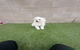 Raza Mixta perros en venta: Maltipom machos - Imagen 3