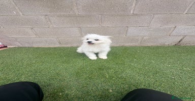 Raza Mixta perros - Anuncio 13