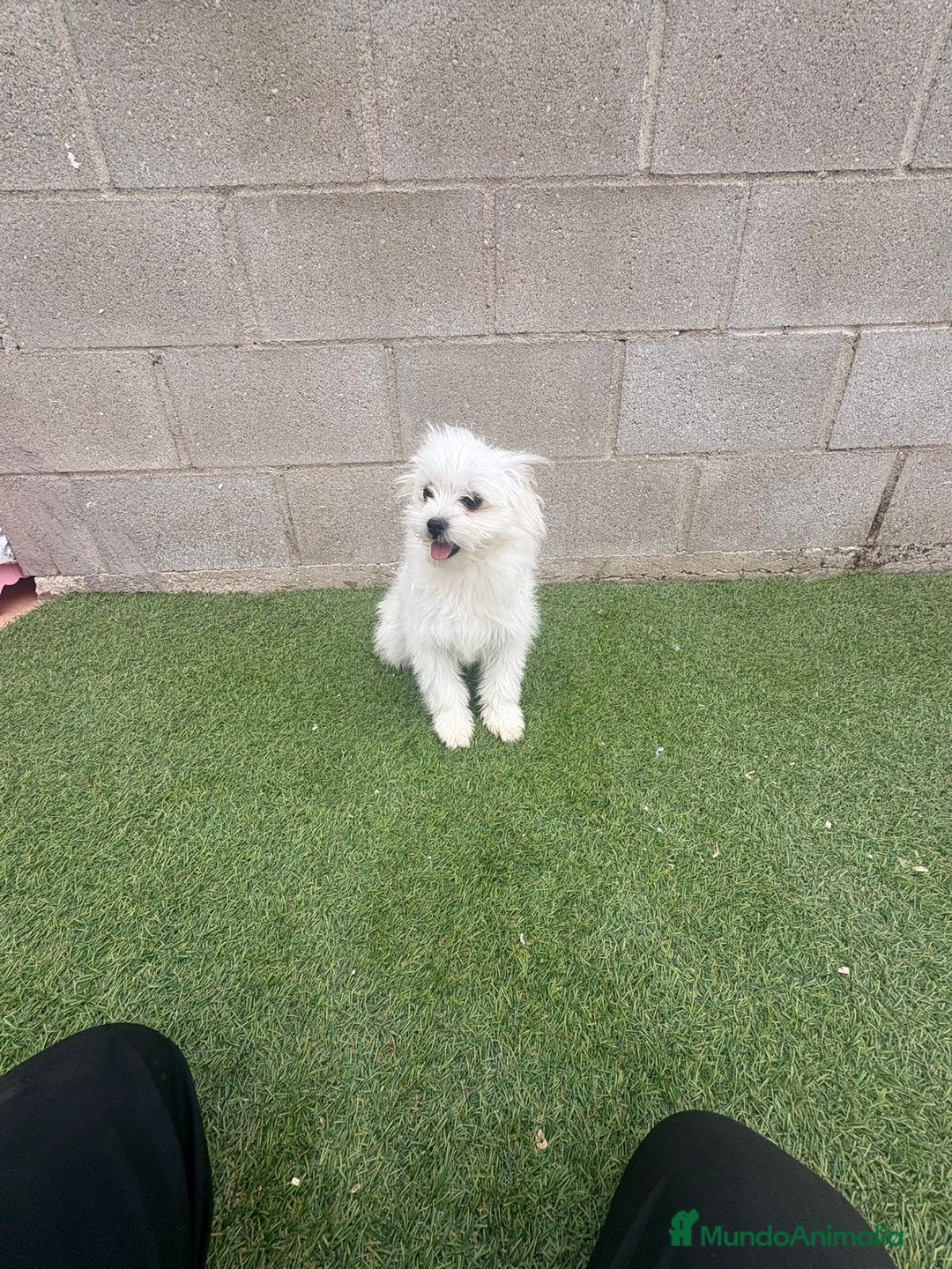 Raza Mixta perros en venta: Maltipom machos - Imagen 3