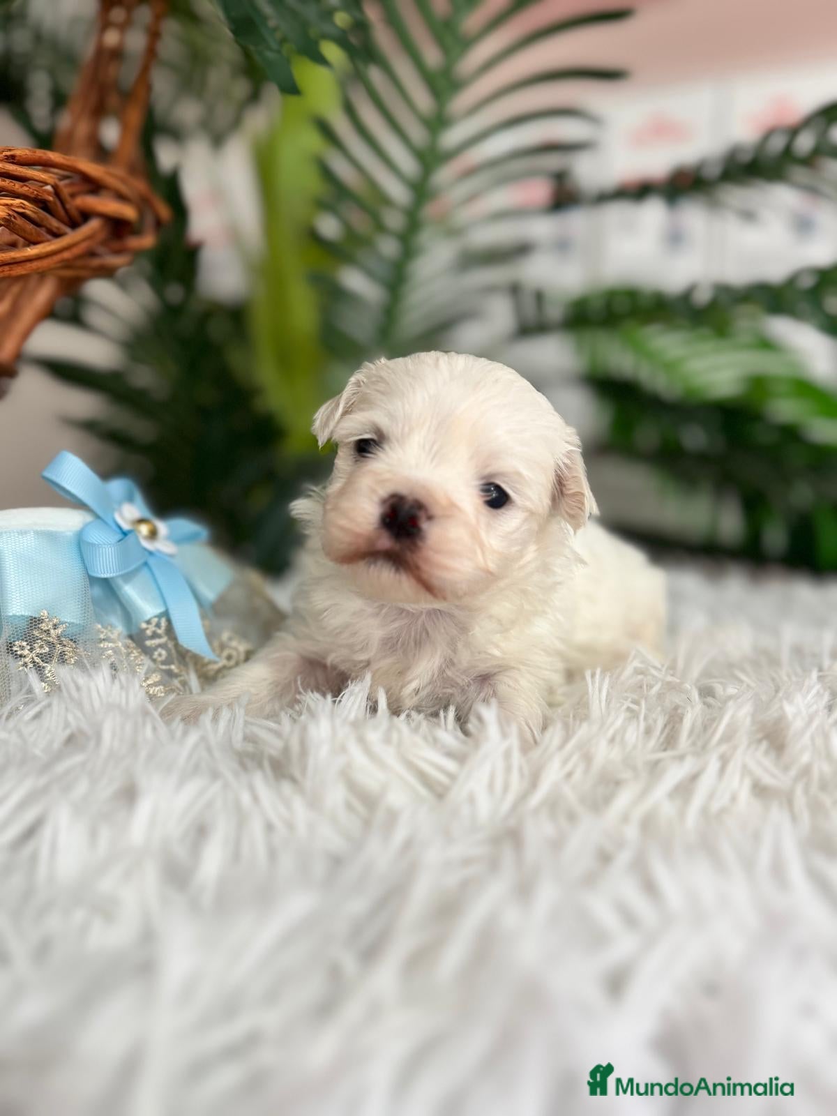 Bichón Maltés perros BICHON MALTES - Anuncio 2