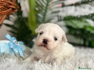 Bichón Maltés perros BICHON MALTES - Anuncio 2