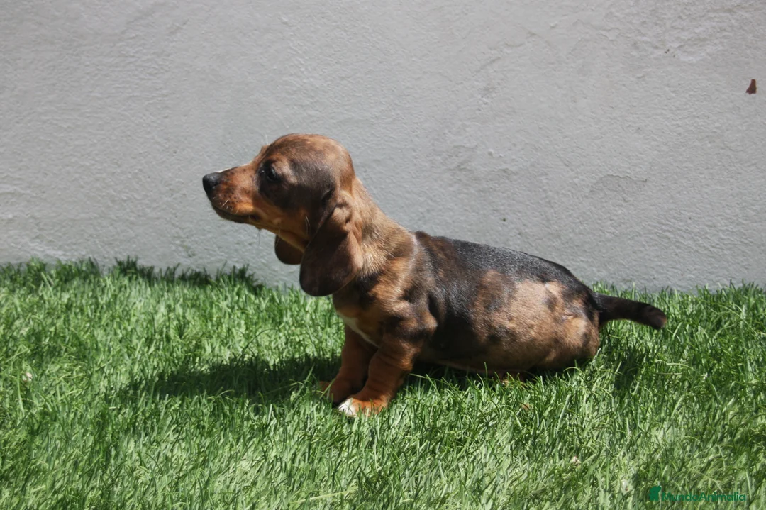 Teckel Miniatura perros en venta: Teckel Miniatura  - Anuncio 1