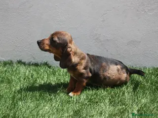 Teckel Miniatura perros Teckel Miniatura - Anuncio 4
