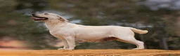 Labrador Retriever perros en venta: Cachorros de labrador Retrievers amarillo  - Anuncio 1