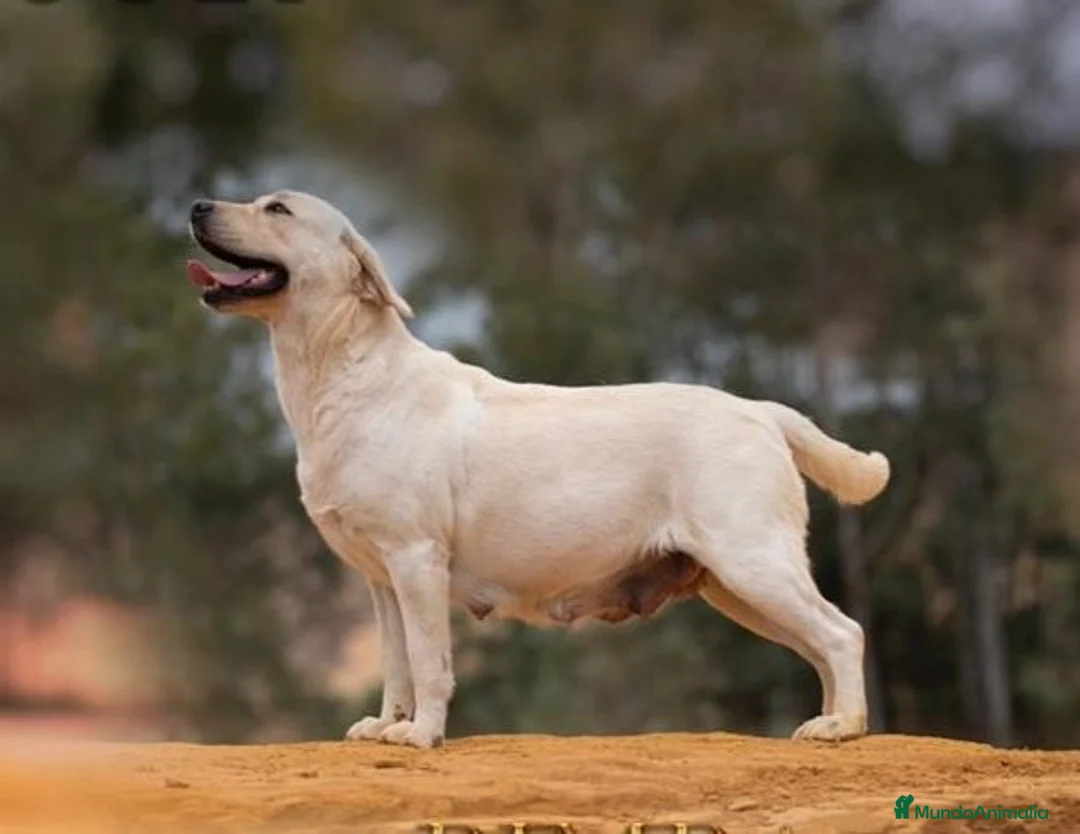 Labrador Retriever perros en venta: Cachorros de labrador Retrievers amarillo  - Anuncio 1