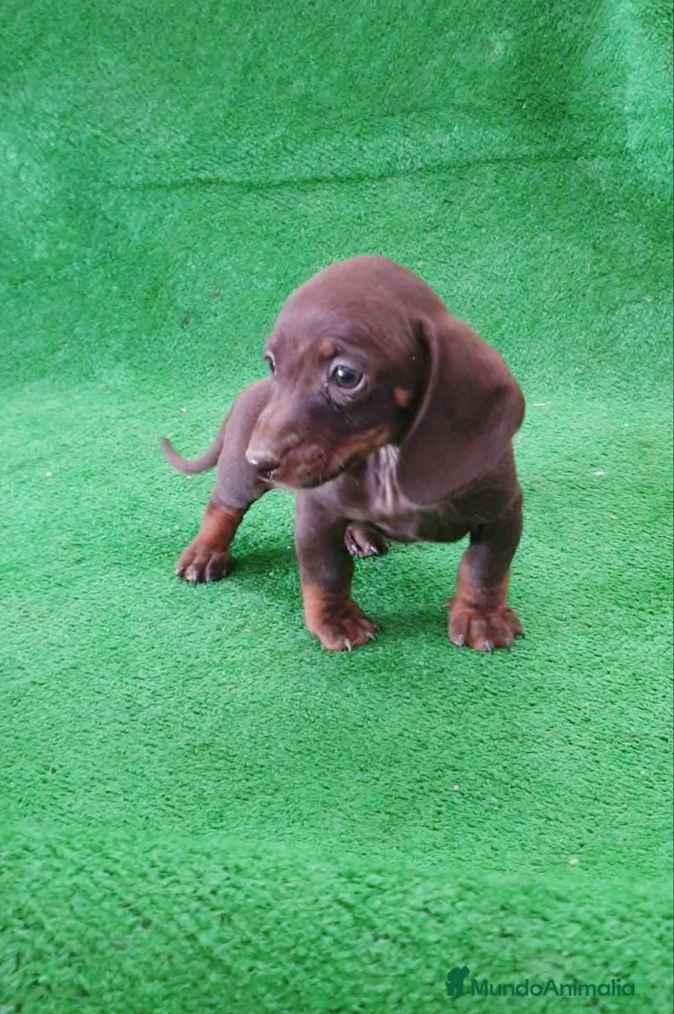 Teckel Miniatura perros Teckel kanichen " Oportunidad" - Anuncio 20
