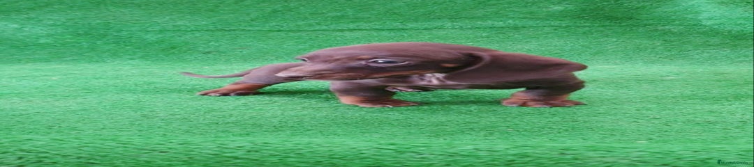 Teckel Miniatura Cachorro 1