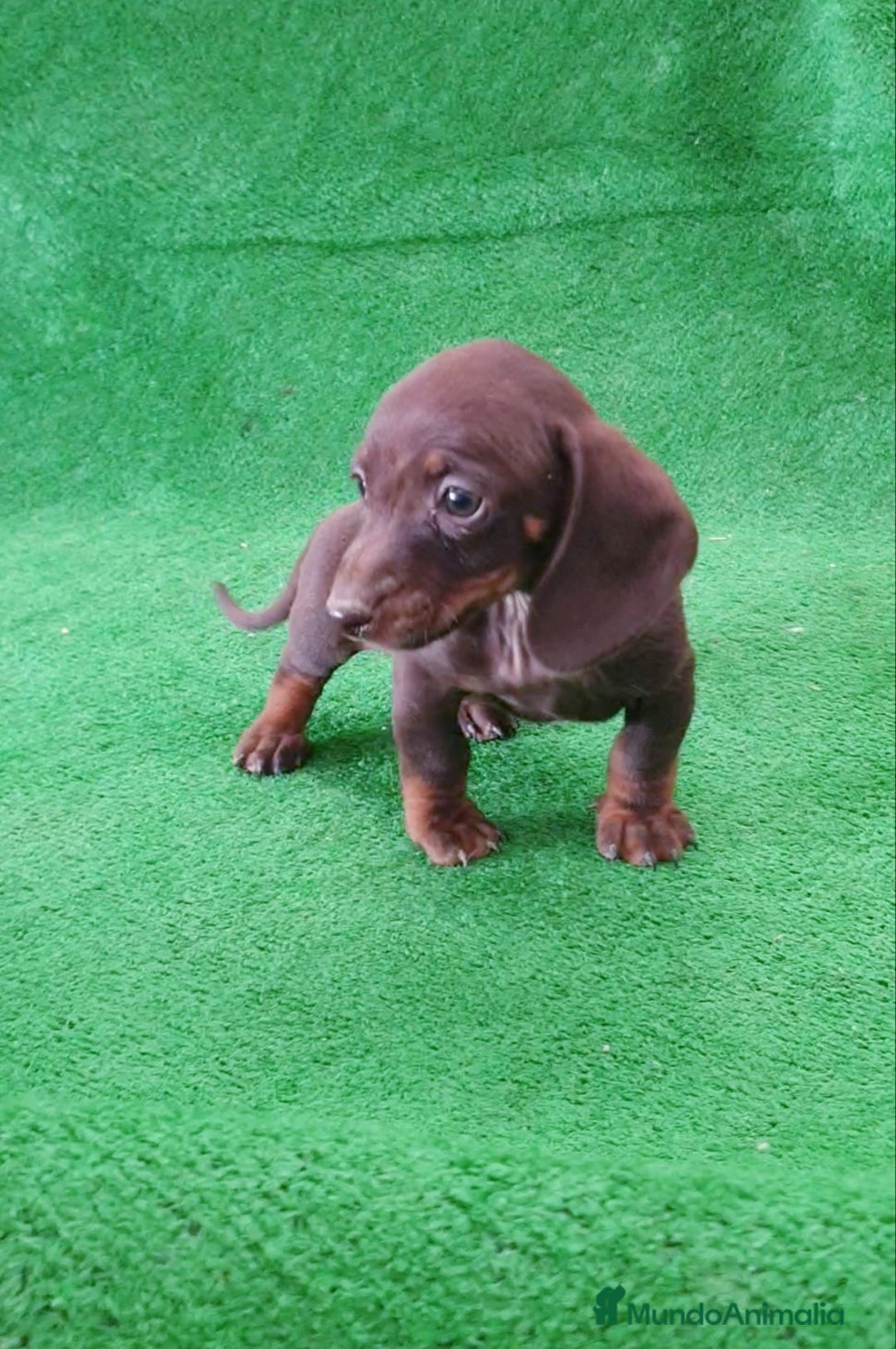 Teckel Miniatura perros en venta: Teckel kanichen " Oportunidad" - Imagen 1