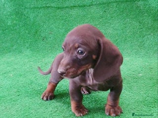 Teckel Miniatura perros - Anuncio 1