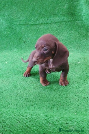 Teckel Miniatura perros - Anuncio 1