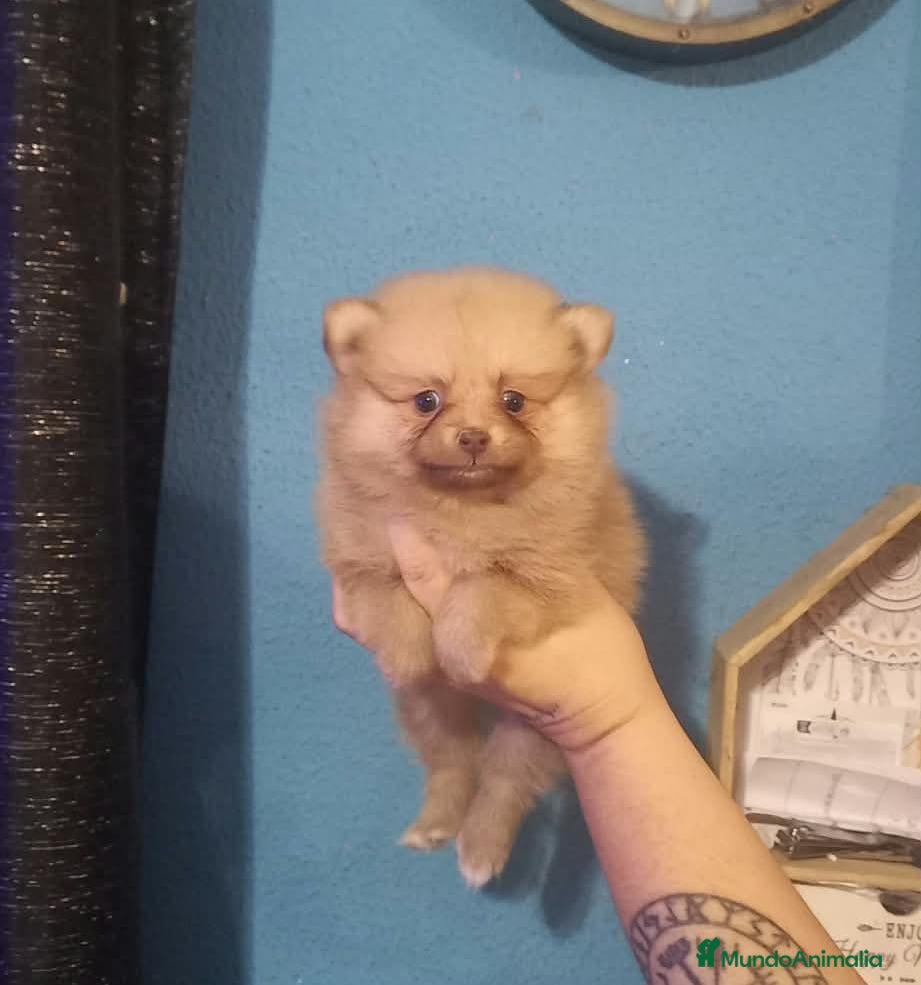 Pomchi perros Camada de pomchi  - Anuncio 1