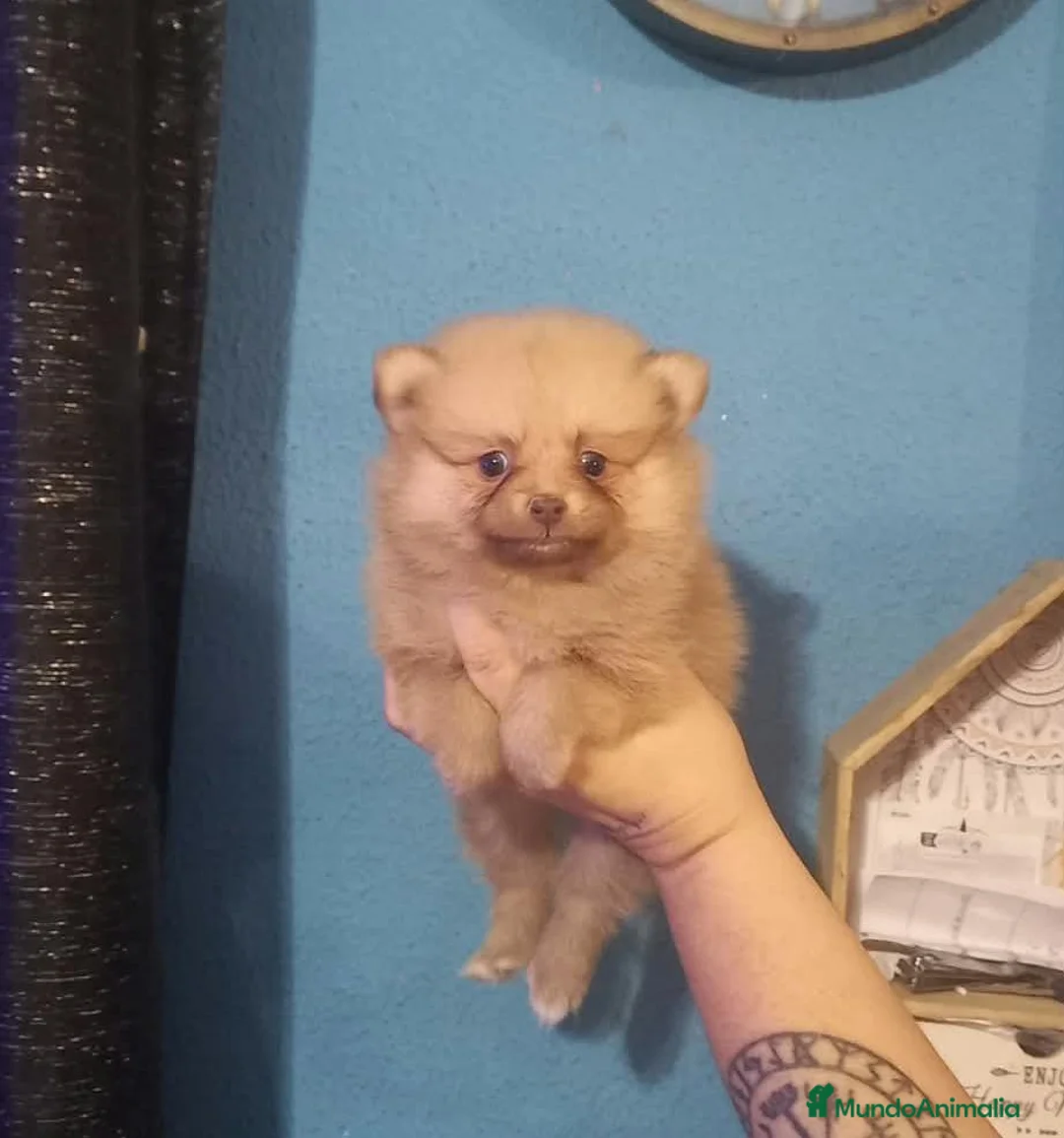 Pomchi perros en venta: Camada de pomchi  - Anuncio 1