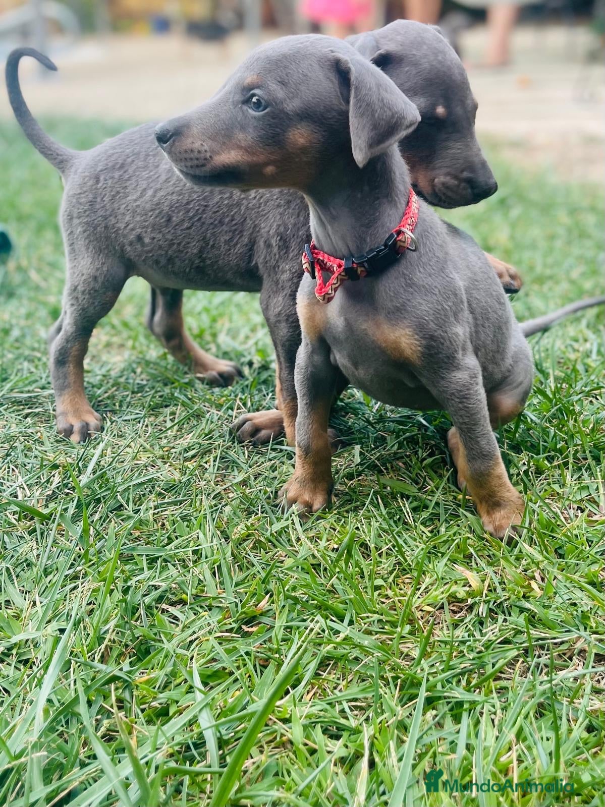 Dobermann perros Dóberman  - Anuncio 4
