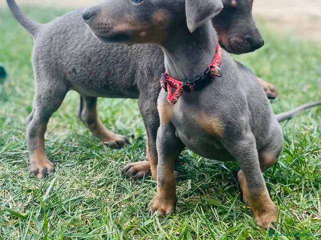 Dobermann perros Dóberman - Anuncio 6