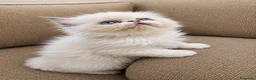 Persa gatos en venta: Persa americà - Anuncio 6