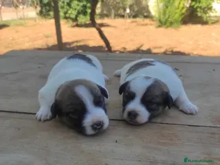 Jack Russell Terrier perros Jack Russell terrir - Anuncio 21