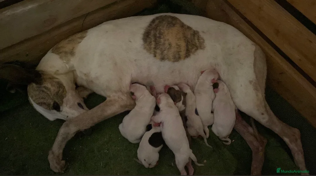 Whippet perros en venta: Cachorros de Whippet  - Anuncio 1
