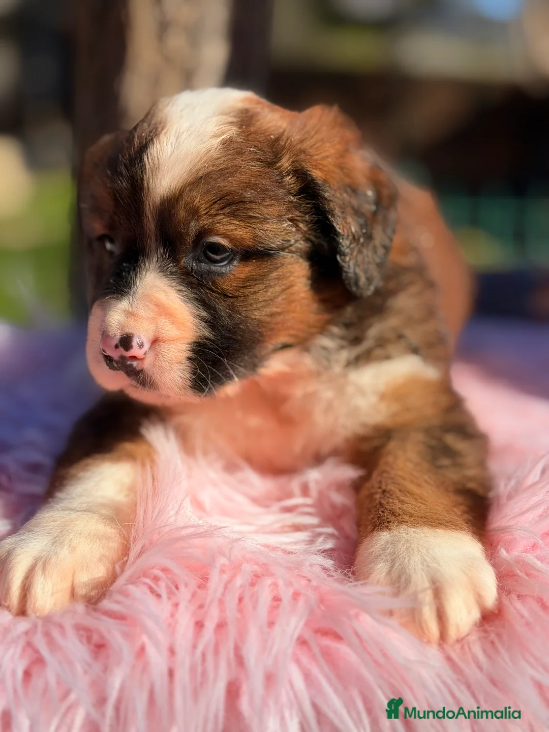 Raza Mixta perros en venta: San bernese  - Anuncio 4