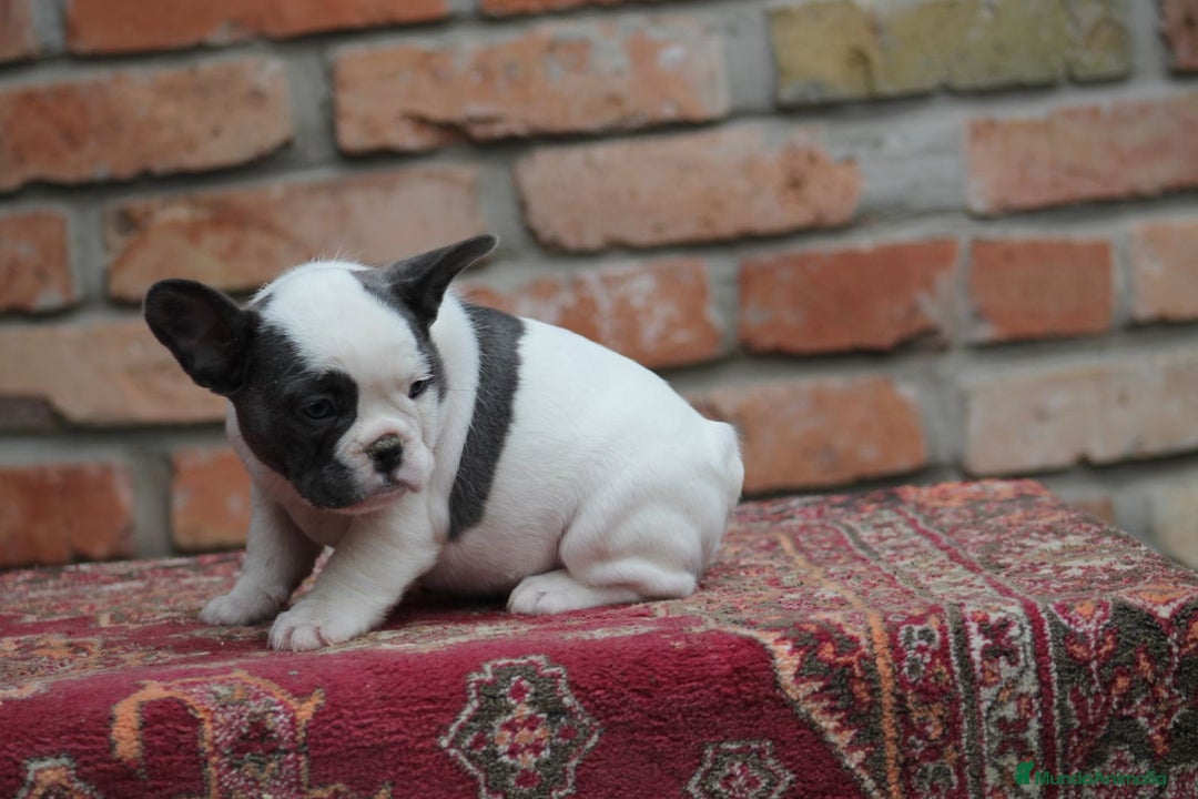 Bulldog Francés perros en venta: Cachorros de Bulldog francés  - Anuncio 2