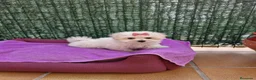 Bichón Maltés perros en venta: Bichón Maltés  - Anuncio 7